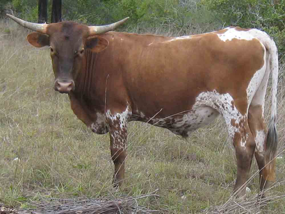 Rocking O Ranch Maverick